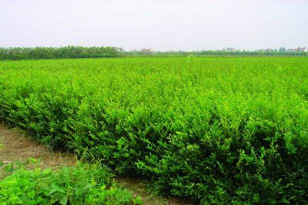 <a href='https://www.lvbad.com/dibeiguanmu/3547.html' target='_blank'>北海道黄杨</a>2.jpeg