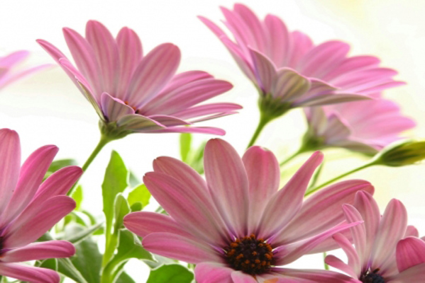 <a href='https://www.lvbad.com/caohuazhongzi/1032.html' target='_blank'>雏菊</a>-粉色.jpeg