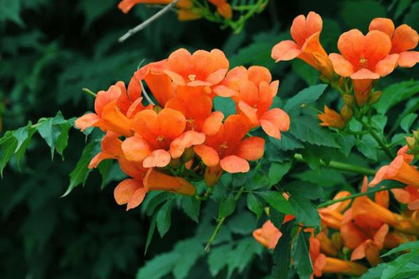 <a href='https://www.lvbad.com/tengbenpanyuanzhiwu/3414.html' target='_blank'>凌霄花</a>1.jpg