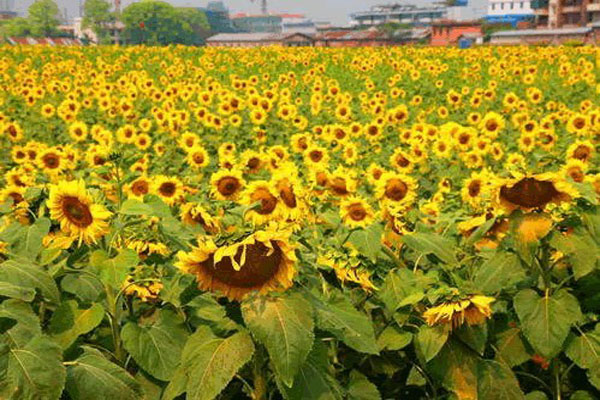 <a href='https://www.lvbad.com/caohuazhongzi/97271.html' target='_blank'>向日葵</a>2.jpeg