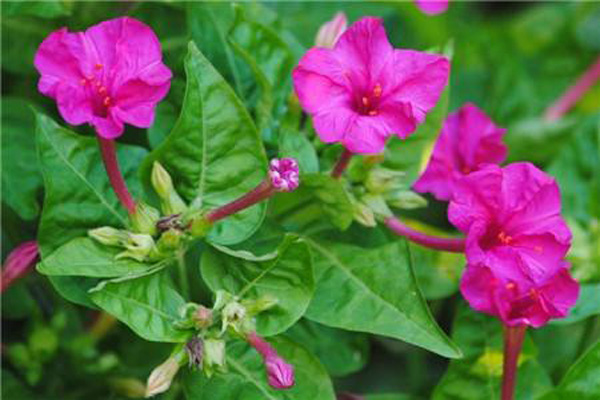 <a href='https://www.lvbad.com/caohuazhongzi/1658.html' target='_blank'>紫茉莉</a>2.jpeg