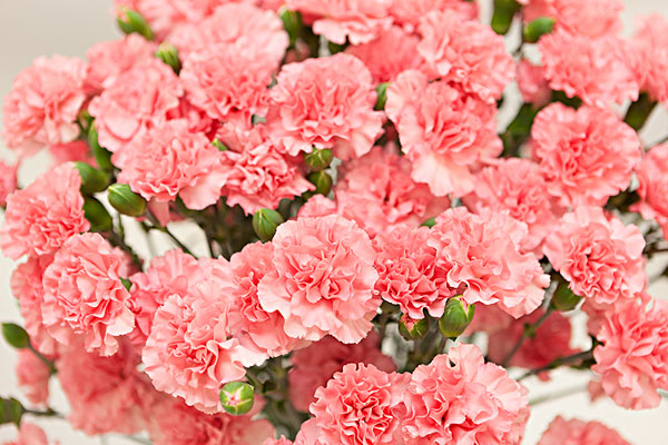 <a href='https://www.lvbad.com/caohuazhongzi/1574.html' target='_blank'>康乃馨</a>2.jpeg