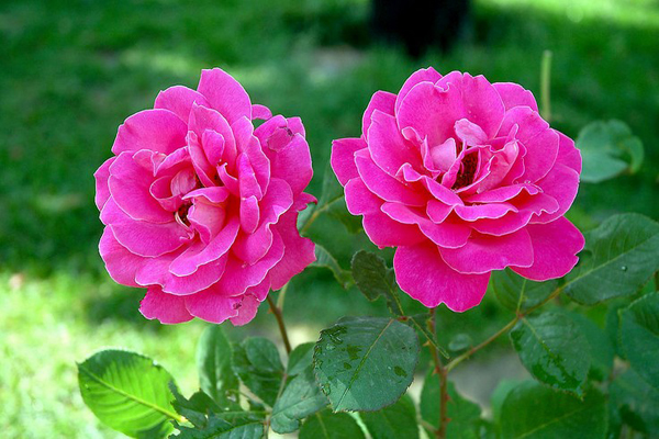 <a href='https://www.lvbad.com/linmuzhongzi/1700.html' target='_blank'>月季花</a>4.jpeg