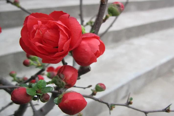 日本<a href='https://www.lvbad.com/linmuzhongzi/1766.html' target='_blank'>海棠</a>2.jpg