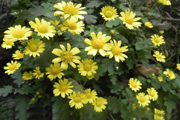 <a href='https://www.lvbad.com/caohuazhongzi/1646.html' target='_blank'>野菊花</a>3.jpeg