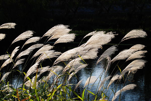 <a href='https://www.lvbad.com/shuicaozhongzi/1587.html' target='_blank'>芦苇</a>3.jpeg