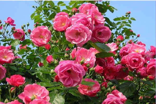<a href='https://www.lvbad.com/dibeiguanmu/3565.html' target='_blank'>丰花月季</a>2.jpeg
