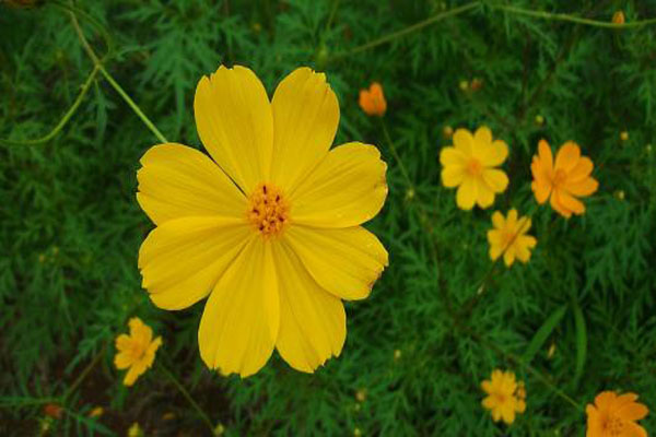 <a href='https://www.lvbad.com/caohuazhongzi/12.html' target='_blank'>波斯菊</a>黄色1.jpeg