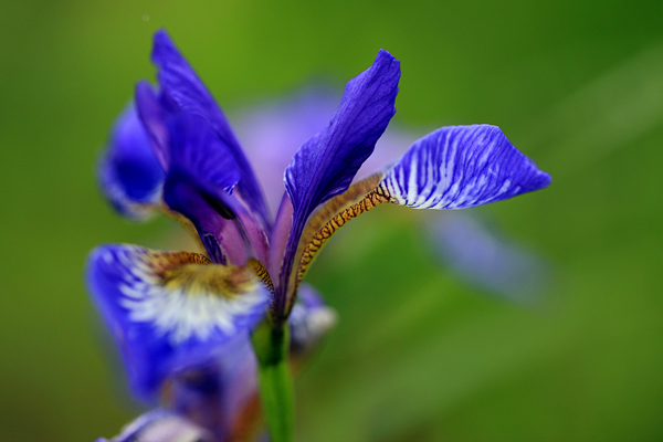<a href='https://www.lvbad.com/caobenzhiwu/3383.html' target='_blank'>马兰花</a>1.jpeg
