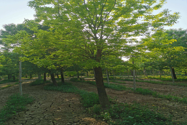 1666393775486817.jpeg 白蜡1.jpeg