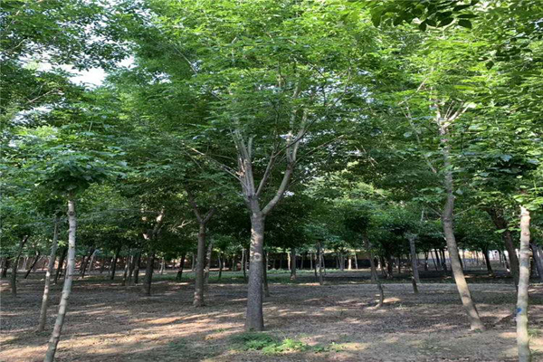 1666393791655845.jpeg <a href='https://www.lvbad.com/linmuzhongzi/1712.html' target='_blank'>白蜡</a>3.jpeg