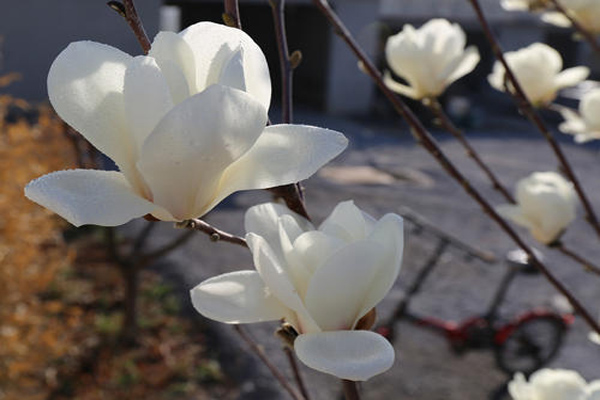 <a href='https://www.lvbad.com/linmuzhongzi/1813.html' target='_blank'>玉兰</a>2.jpeg