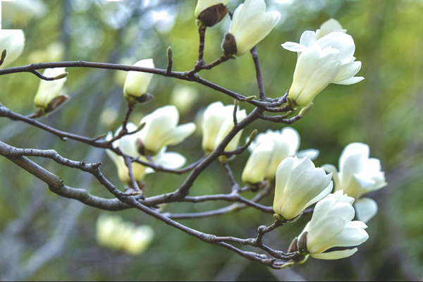 <a href='https://www.lvbad.com/linmuzhongzi/1770.html' target='_blank'>广玉兰</a>2.jpeg