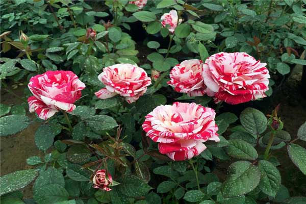 节日礼花<a href='https://www.lvbad.com/tengbenpanyuanzhiwu/3570.html' target='_blank'>月季</a>2.jpeg