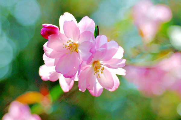 <a href='https://www.lvbad.com/linmuzhongzi/1766.html' target='_blank'>海棠</a>3.jpeg
