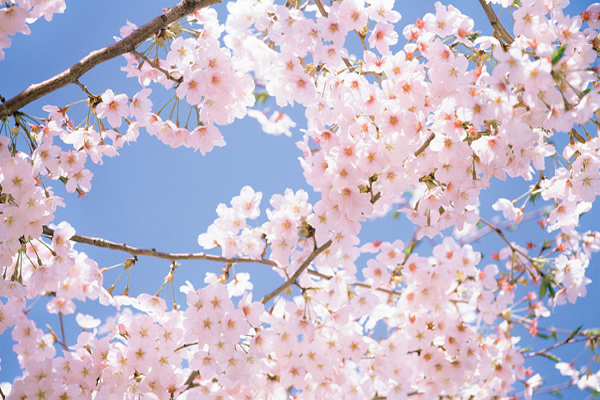 <a href='https://www.lvbad.com/linmuzhongzi/1777.html' target='_blank'>樱花</a>2.jpeg