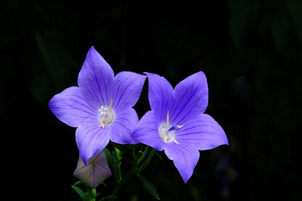 <a href='https://www.lvbad.com/caohuazhongzi/1573.html' target='_blank'>桔梗</a>花2.jpeg