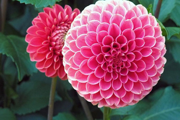 <a href='https://www.lvbad.com/caohuazhongzi/1038.html' target='_blank'>大丽花</a>3.jpeg