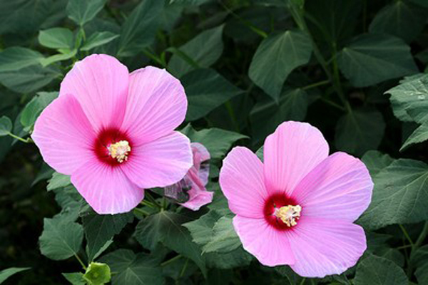 <a href='https://www.lvbad.com/caohuazhongzi/1037.html' target='_blank'>大花秋葵</a>3.jpeg