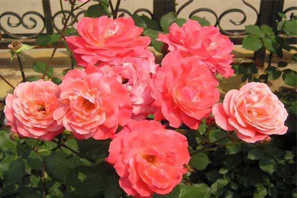 <a href='https://www.lvbad.com/dibeiguanmu/3565.html' target='_blank'>丰花月季</a>3.jpeg