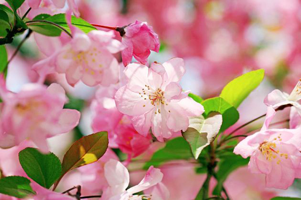 <a href='https://www.lvbad.com/linmuzhongzi/1766.html' target='_blank'>海棠</a>1.jpeg