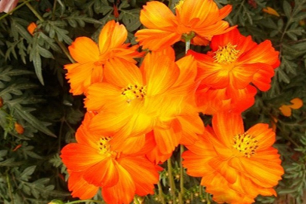 <a href='https://www.lvbad.com/caohuazhongzi/1583.html' target='_blank'>硫华菊</a>2 [原始大小].jpg