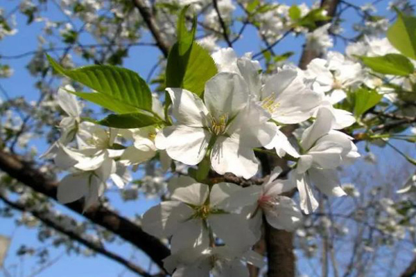 山<a href='https://www.lvbad.com/linmuzhongzi/1777.html' target='_blank'>樱花</a>1.jpg