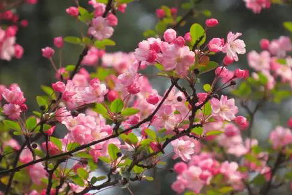 山<a href='https://www.lvbad.com/linmuzhongzi/1777.html' target='_blank'>樱花</a>2.jpg