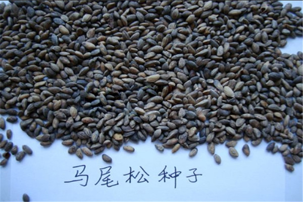 <a href='https://www.lvbad.com/linmuzhongzi/1708.html' target='_blank'>马尾松种子</a>2.jpeg