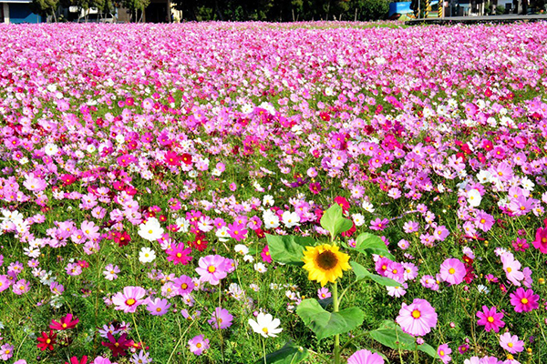 <a href='https://www.lvbad.com/caohuazhongzi/12.html' target='_blank'>波斯菊</a>花海.jpeg