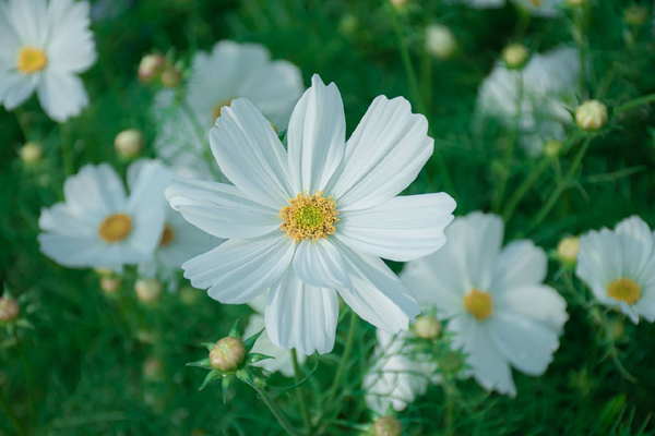 <a href='https://www.lvbad.com/caohuazhongzi/12.html' target='_blank'>波斯菊</a>白色.jpeg