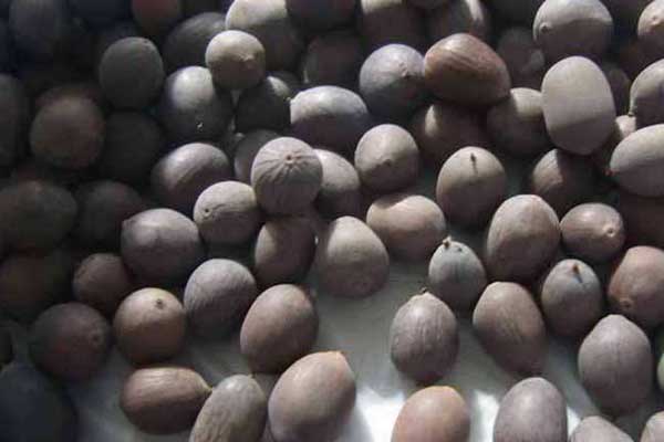 <a href='https://www.lvbad.com/caohuazhongzi/1059.html' target='_blank'>荷花种子</a>1.jpeg