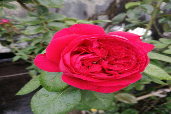 红龙<a href='https://www.lvbad.com/tengbenpanyuanzhiwu/3570.html' target='_blank'>月季</a>2.jpeg