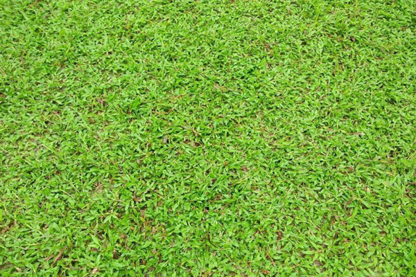 地毯草3.jpeg