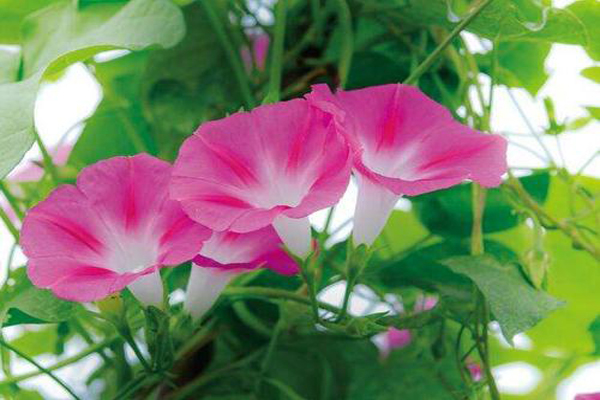 <a href='https://www.lvbad.com/caohuazhongzi/1613.html' target='_blank'>牵牛花</a>粉色.jpeg