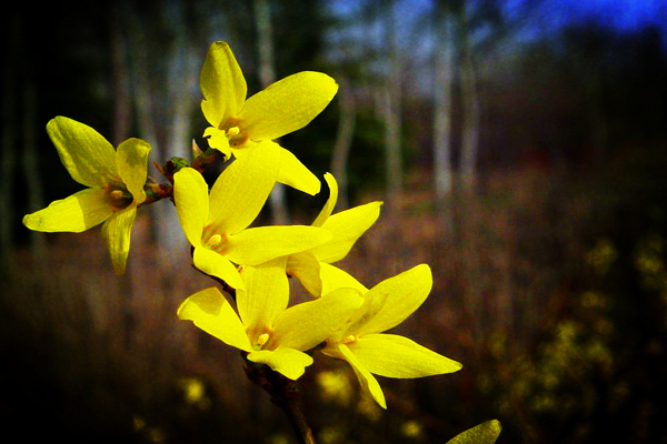 <a href='https://www.lvbad.com/linmuzhongzi/1787.html' target='_blank'>连翘</a>2.jpeg