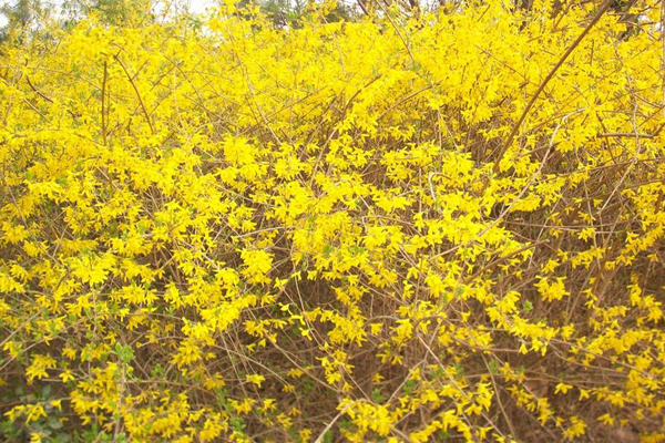 <a href='https://www.lvbad.com/linmuzhongzi/1787.html' target='_blank'>连翘</a>3.jpg