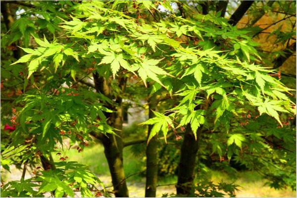 槭树的种类图片图片