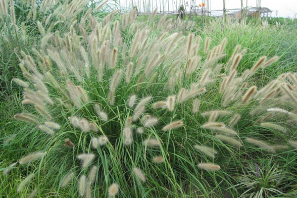 <a href='https://www.lvbad.com/mucaozhongzi/1687.html' target='_blank'>狼尾草</a>2.jpeg