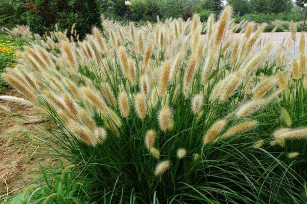 <a href='https://www.lvbad.com/mucaozhongzi/1687.html' target='_blank'>狼尾草</a>1.jpeg