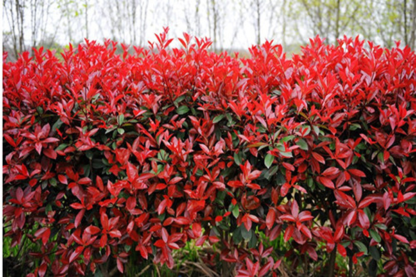 <a href='https://www.lvbad.com/linmuzhongzi/1747.html' target='_blank'>红叶石楠</a>1.jpeg