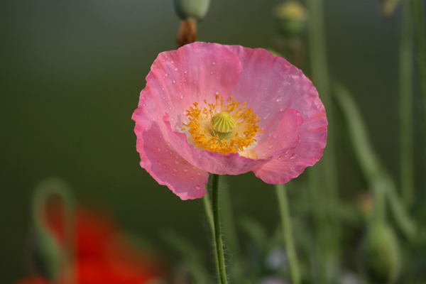 <a href='https://www.lvbad.com/caohuazhongzi/161.html' target='_blank'>虞美人</a>粉色.jpeg