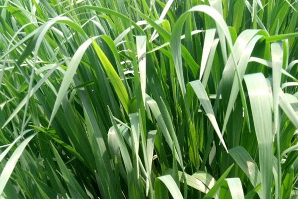 <a href='https://www.lvbad.com/caopingzhongzi/1678.html' target='_blank'>一年生黑麦草种子</a>9.jpg
