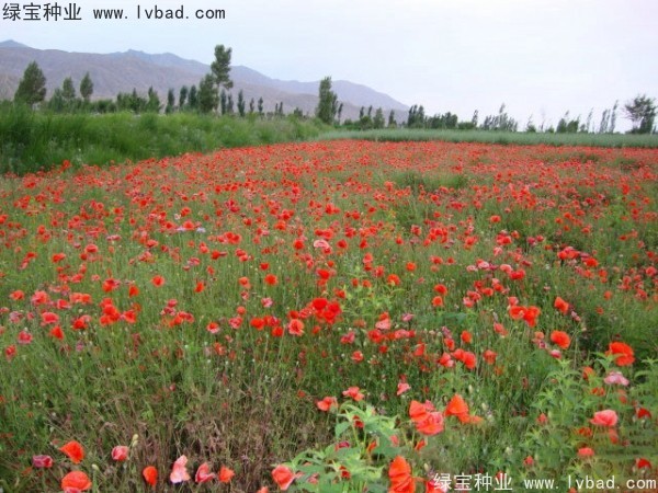 <a href='https://www.lvbad.com/caohuazhongzi/161.html' target='_blank'>虞美人种子</a>11.jpg