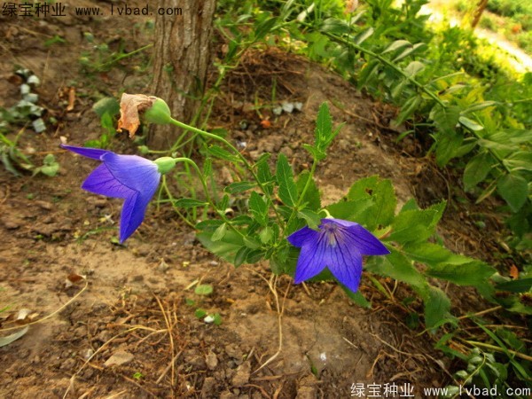 <a href='https://www.lvbad.com/caohuazhongzi/1573.html' target='_blank'>桔梗种子</a>7.jpg