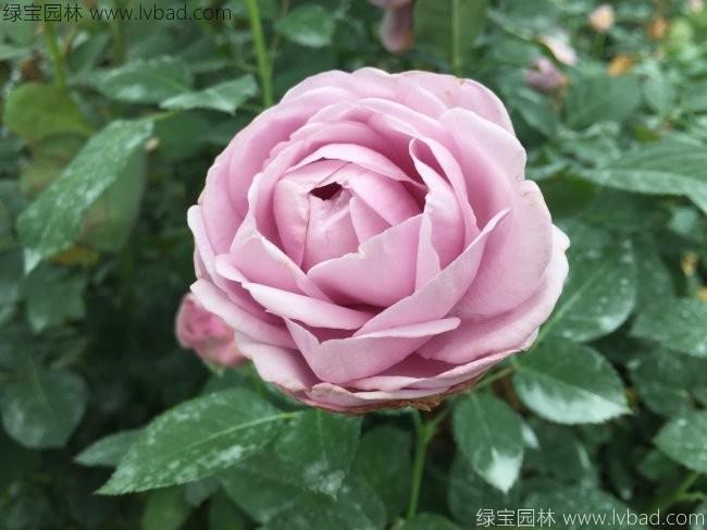 <a href='https://www.lvbad.com/linmuzhongzi/1700.html' target='_blank'>月季花</a>2.jpg