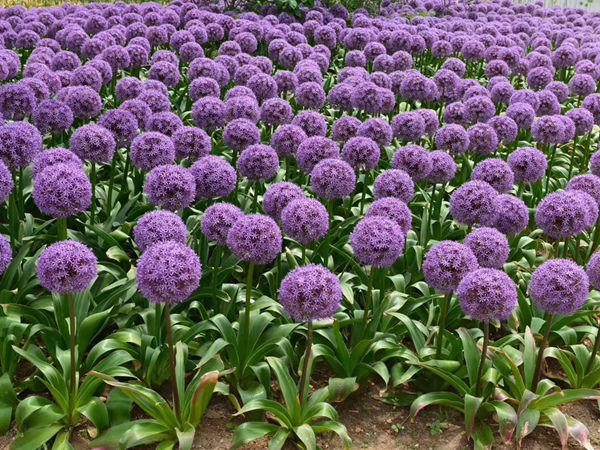 <a href='https://www.lvbad.com/caohuazhongzi/1039.html' target='_blank'>大花葱</a>种球4.jpg