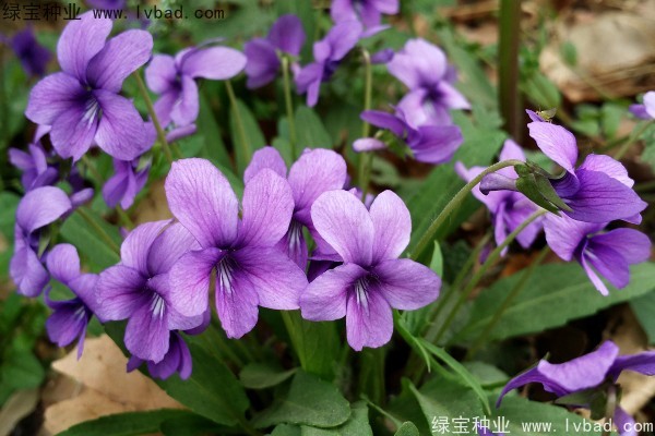<a href='https://www.lvbad.com/caohuazhongzi/1656.html' target='_blank'>紫花地丁种子</a>8.jpg