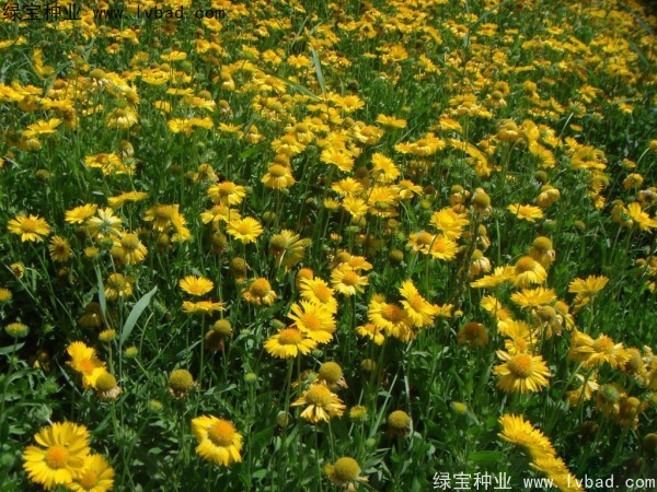 <a href='https://www.lvbad.com/caohuazhongzi/1032.html' target='_blank'>雏菊种子</a>10.jpg