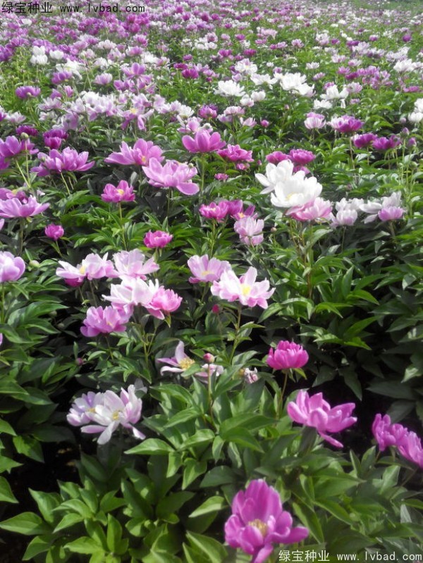 <a href='https://www.lvbad.com/linmuzhongzi/1830.html' target='_blank'>芍药种子</a>9.jpg